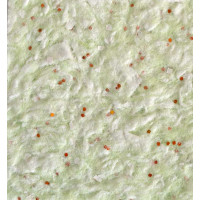 Рідкі шпалери Тюльпан 1113