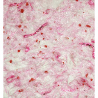 Рідкі шпалери Троянда 613