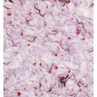 Жидкие обои Троянда 614