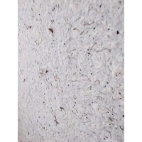 Жидкие обои Троянда 618