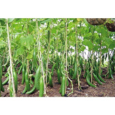 Опори для підв'язування помідорів, огірків, гороху (Polyarm) Ø 12 мм (1 метр)