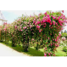 Опори для квітів та рослин Polyarm Ø 6 мм (2 метри)