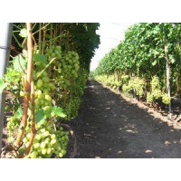 Опори та шпалери для кучерявих рослин Polyarm Ø 6 мм (2,5 метри)