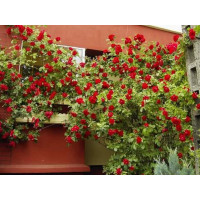 Опора для квітів та рослин Polyarm Ø 14 мм (1,2 метри)