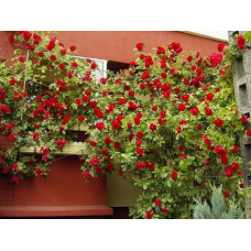 Опора для квітів та рослин Polyarm Ø 14 мм (1,2 метри)